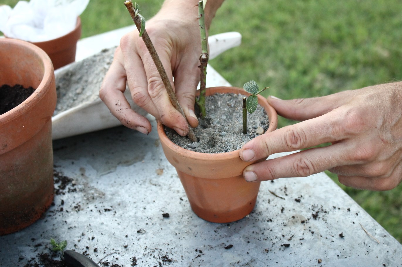 Gazebo Parts Direct Sales Store 52 Gazebo Parts Direct Sales Store -Negozio online Forniture Da Giardino Italia Dingtalk 20240530100209